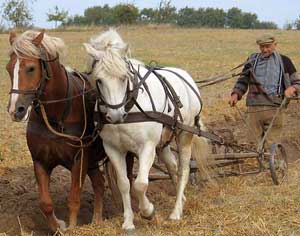 Ploughing a field