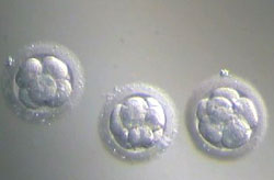 3-day-old-embryos