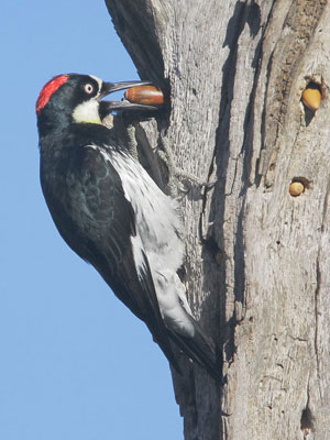 Acorn-Woodpecker-Grey