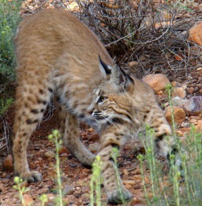 Bobcat-alert