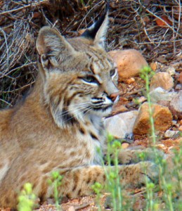 Bobcat-profile