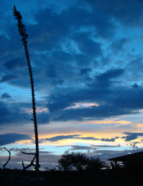 Yucca-at-sunset-blue