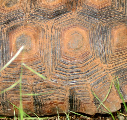 desert-tortoise-shell