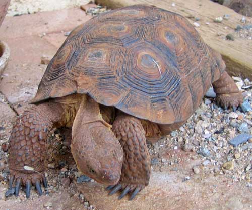 desert-tortoise