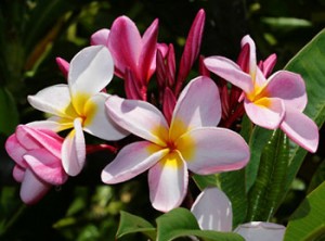 frangipani