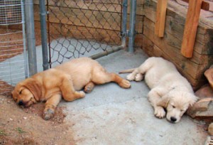 puppies-resting