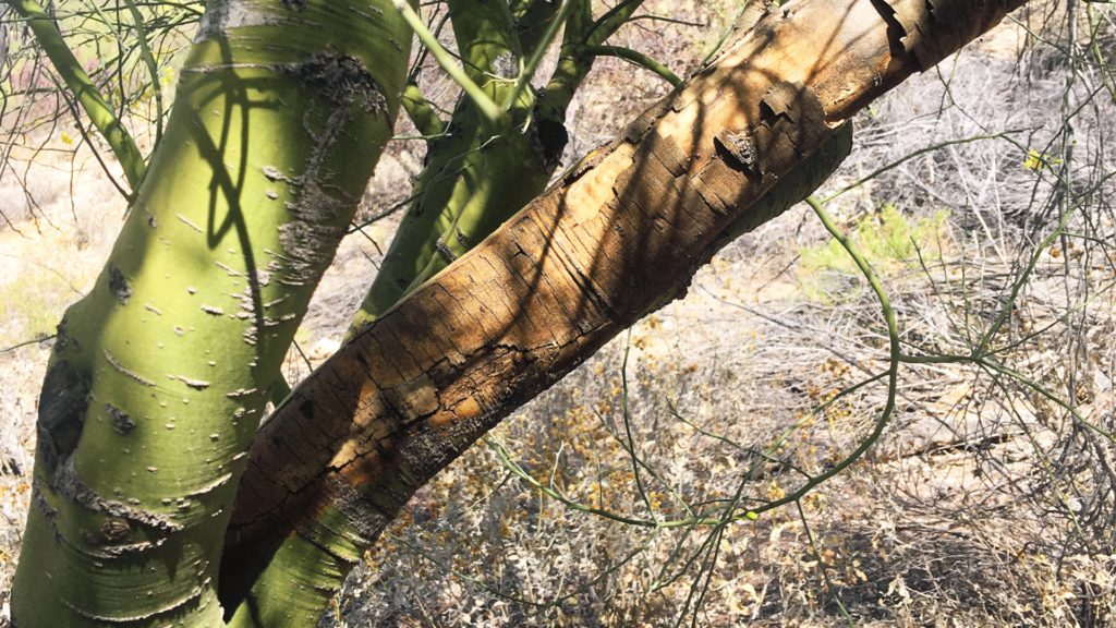 Palo Verde tree with dead branch